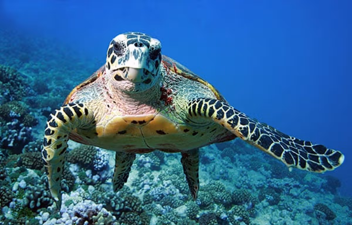 Tortugas marinas Isla Mujeres